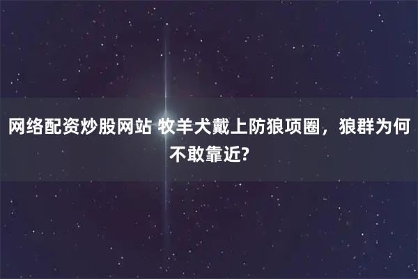 网络配资炒股网站 牧羊犬戴上防狼项圈，狼群为何不敢靠近?